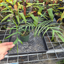 Load image into Gallery viewer, Philodendron Polypodioides, Exact Plant Ships Nationwide
