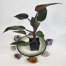 Load image into Gallery viewer, Philodendron Majesty, Exact Plant