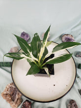 Load image into Gallery viewer, Jessica, Exact Plant, double plant, variegated Spathiphyllum