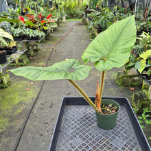 Load image into Gallery viewer, Philodendron Serpens exact plant, Fedex 2day*