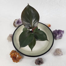 Load image into Gallery viewer, Philodendron Red Heart 2.5" Pot, Fedex 2 day*