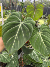 Load image into Gallery viewer, Philodendron Gloriosum, Dark Form 6" pot, Fedex 2day
