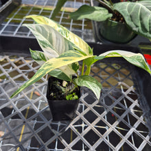 Load image into Gallery viewer, Rhaphidophora Lobbii, Exact Plant Variegated Ships Nationwide