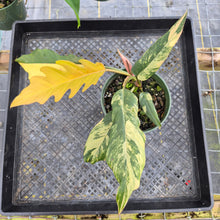 Load image into Gallery viewer, Philodendron Caramel Marble, Exact Plant Variegated Ships Nationwide