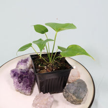 Load image into Gallery viewer, Anthurium Faustomirandae, Faustino'S Giant 2.5" pot, Fedex 2day*