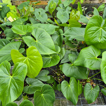 Load image into Gallery viewer, Anthurium Faustomirandae, Faustino'S Giant 4" pot, Fedex 2day*
