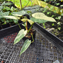 Load image into Gallery viewer, Philodendron Ilsemanii, Exact Plant Variegated Ships Nationwide