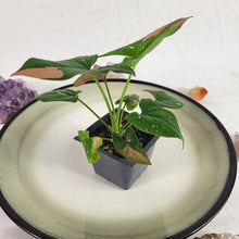 Load image into Gallery viewer, Syngonium Red Spot Tricolor Variegated 2.5" pot, Fedex 2day*