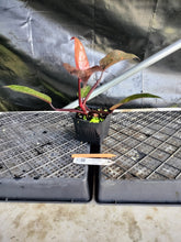 Load image into Gallery viewer, Philodendron Orange Princess, Exact Plant Variegated Ships Nationwide