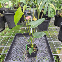 Load image into Gallery viewer, Anthurium Shibori, Exact Plant Variegated