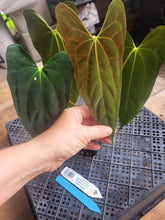 Load image into Gallery viewer, Anthurium Papillilaminum Fort Sherman X ( FS X Ralph Lynam), Ships Nationwide