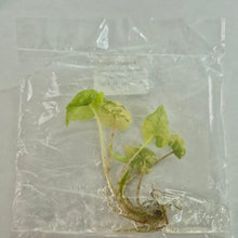 Load image into Gallery viewer, Alocasia Jacklyn Aurea variegated tissue culture 2DayAir