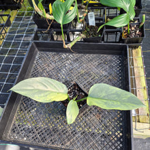 Load image into Gallery viewer, Philodendron Hastatum Silver Sword, Exact Plant Variegated Ships Nationwide