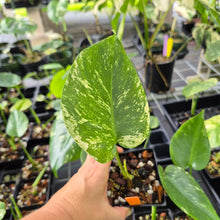 Load image into Gallery viewer, Monstera Deliciosa White Monster Variegated 4" pot, Fedex 2day*
