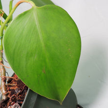Load image into Gallery viewer, Philodendron Microstictum. Shipped Nationwide
