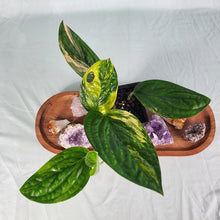 Load image into Gallery viewer, Monstera Peru "Karstenianum", Exact Plant Variegated