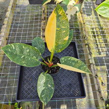 Load image into Gallery viewer, Philodendron Green Congo Nuclear, Exact Plant Variegated