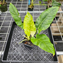 Load image into Gallery viewer, Philodendron Subhastatum, Exact Plant Variegated Ships Nationwide