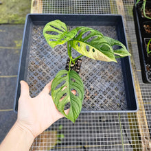 Load image into Gallery viewer, Monstera Adansonii Aurea, Exact Plant Variegated Ships Nationwide