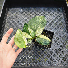 Load image into Gallery viewer, Scindapsus Jade Satin Marble Queen, Exact Plant Variegated 4