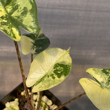 Load image into Gallery viewer, Alocasia Stingray Aurea Variegated exact plant, Fedex 2day*