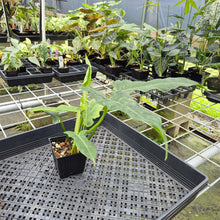 Load image into Gallery viewer, Philodendron Minarum 'Lime Fiddle' exact plant, Fedex 2day*