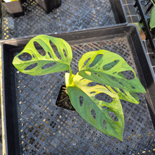Load image into Gallery viewer, Monstera Adansonii Aurea, Exact Plant Variegated Ships Nationwide