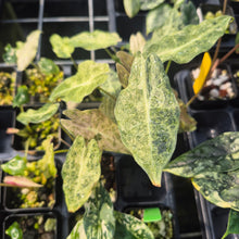 Load image into Gallery viewer, Alocasia Longiloba Black Satun Stardust variegated 2.5" pot, Fedex 2day*