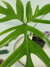 Load image into Gallery viewer, Philodendron Quercifolium, Exact Plant