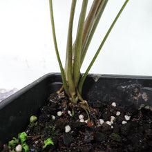 Load image into Gallery viewer, Syngonium Angustatum Little Star 4" pot, Fedex 2day*