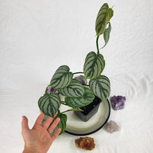 Load image into Gallery viewer, Philodendron Brandtianum Mini Form 4" pot, Fedex 2 day*