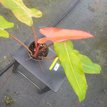 Load image into Gallery viewer, Philodendron Orange Marmalade, Exact Plant Ships Nationwide