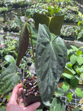 Load image into Gallery viewer, Anthurium Papillilaminum Fort Sherman X ( FS X Ralph Lynam) 8" pot, Fedex 2day