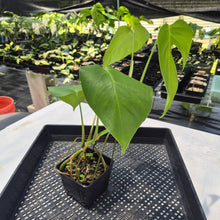 Load image into Gallery viewer, Monstera Sierrana Hawaii Clone, Exact Plant Ships Nationwide