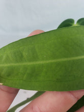 Load image into Gallery viewer, Anthurium Warocqueanum, Queen, Exact Plant