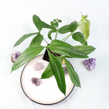 Load image into Gallery viewer, Anthurium Clavigerum 4" pot, Fedex 2 day*