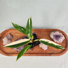 Load image into Gallery viewer, Philodendron Wend Imbe, Exact Plant Variegated