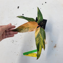 Load image into Gallery viewer, Philodendron Strawberry Shake, Exact Plant Variegated Ships Nationwide