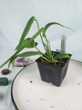 Load image into Gallery viewer, Anthurium Warocqueanum, Queen, Exact Plant