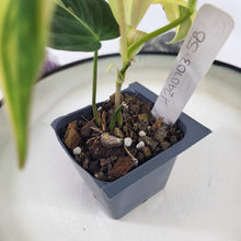 Load image into Gallery viewer, Philodendron Hederaceum Micans Aurea, 2.5” pot, Fedex 2 day*