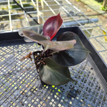 Load image into Gallery viewer, Philodendron Red Heart, Exact Plant