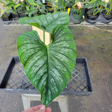 Load image into Gallery viewer, Philodendron Plowmanii, Exact Plant Ships Nationwide