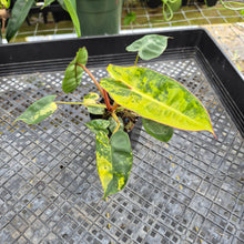 Load image into Gallery viewer, Philodendron Billietiae, Exact Plant Ships Nationwide