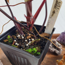 Load image into Gallery viewer, Philodendron Dark Lord 4" pot, Fedex 2 day*