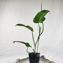 Load image into Gallery viewer, Philodendron Jerry Horne 4" pot, Fedex 2day*