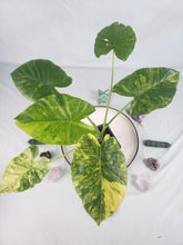 Load image into Gallery viewer, Alocasia Gageana Aurea, Exact Plant Variegated