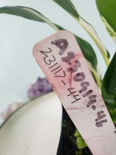 Load image into Gallery viewer, Jessica, Exact Plant, double plant, variegated Spathiphyllum