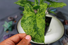 Load image into Gallery viewer, Variegated Syngonium Podophyllum Mojito, ships nationwide