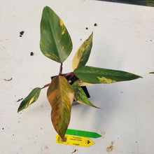 Load image into Gallery viewer, Philodendron Strawberry Shake, Exact Plant Variegated Ships Nationwide