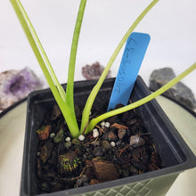 Load image into Gallery viewer, Alocasia Gageana Aurea, Exact Plant Variegated